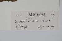 粗喙秋海棠藏品圖，第2張