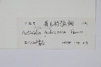 棕毛獼猴桃藏品圖，第2張