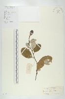 宜梧藏品圖，第1張