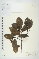 香港四照花藏品圖，第1張