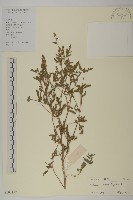 豬草、瘤果菊藏品圖，第1張