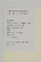 豬草、瘤果菊藏品圖，第2張