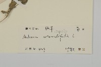 豬草、瘤果菊藏品圖，第3張