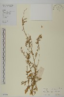 臭杏、土荊芥藏品圖，第1張