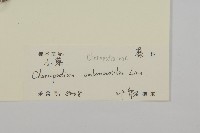 臭杏、土荊芥藏品圖，第3張