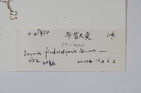 紫背天葵藏品圖，第2張