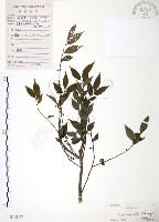 燈稱花、烏雞骨藏品圖，第1張