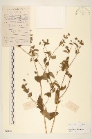 豨簽藏品圖，第1張