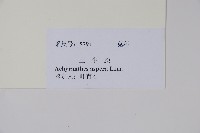 土牛膝藏品圖，第2張