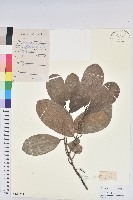 五月茶藏品圖，第1張