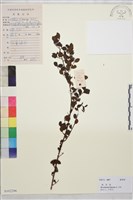 小葉黃鱔藤藏品圖，第1張