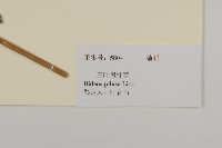 白花鬼針藏品圖，第3張