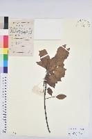 白臼藏品圖，第1張