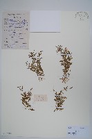 半邊蓮、鐮磨仔草藏品圖，第1張