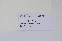 半邊蓮、鐮磨仔草藏品圖，第2張