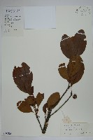 沙壩冬青藏品圖，第1張