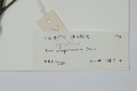 沙壩冬青藏品圖，第2張