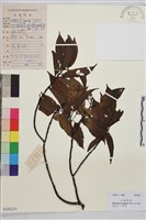 長柄鼠李藏品圖，第1張