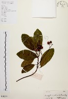 降真香藏品圖，第1張