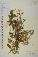 山白蘭藏品圖，第1張