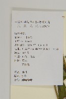 山白蘭藏品圖，第2張