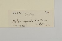 山白蘭藏品圖，第3張