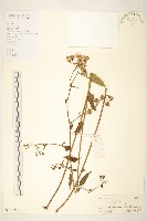 蔓黃菀藏品圖，第1張