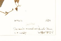 蔓黃菀藏品圖，第3張