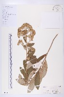 羊耳菊藏品圖，第1張