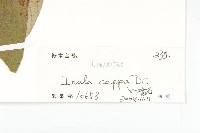 羊耳菊藏品圖，第3張