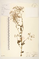 一枝香藏品圖，第1張