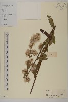 七里明艾納香藏品圖，第1張