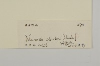 七里明艾納香藏品圖，第3張