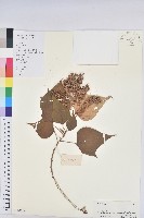 白匏子藏品圖，第1張