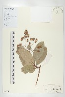 錫葉藤藏品圖，第1張