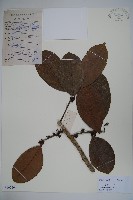 凸脈冬青藏品圖，第1張