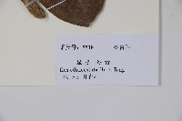 凸脈冬青藏品圖，第2張