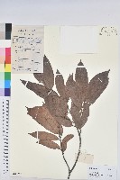 粗毛野桐藏品圖，第1張