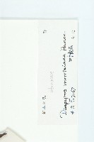 山紅柿藏品圖，第3張