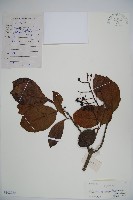 珊瑚樹藏品圖，第1張