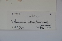 珊瑚樹藏品圖，第2張