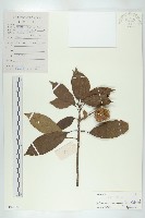 猴歡喜藏品圖，第1張