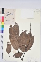 紅勾栲藏品圖，第1張