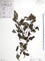 燈稱花、烏雞骨藏品圖，第1張