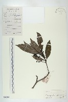 俄氏虎皮楠、蘭嶼虎皮楠、虎皮楠藏品圖，第1張