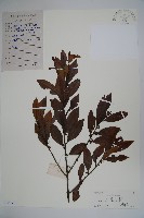 三花冬青藏品圖，第1張