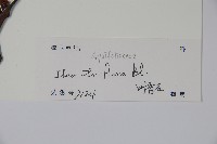 三花冬青藏品圖，第2張