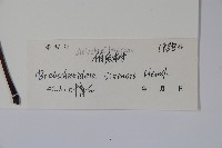鐘萼木藏品圖，第2張
