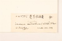 匐莖栓果菊藏品圖，第3張