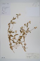 假千日紅藏品圖，第1張